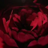 C4D创建一个逼真的玫瑰花视频教程（含玫瑰花工程）