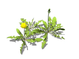 蒲公英C4D模型 Dandelion 3d model