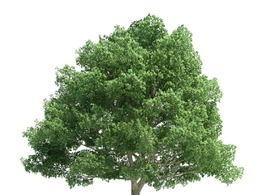 景观树 栎树C4D模型 quercus