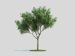 爆竹柳 柳树 景观树C4D模型 Salix fragilis