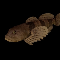 海洋鱼模型：杜父鱼3D模型 Fluvial Sculpin