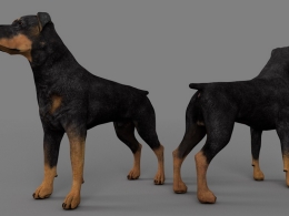 宠物狗 罗特韦尔犬C4D模型 dog Rottweiler 3d model