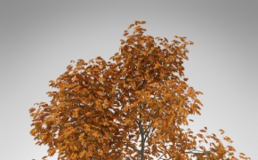 20种美国西部树木3D模型 XfrogPlants – USA WEST