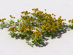 蒲公英植物C4D模型 pattern_dandelion-2