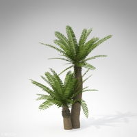 热带植物C4D模型 Bushman's River Cycad