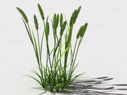 提摩西草猫尾草植物C4D模型 timothy-grass-d1