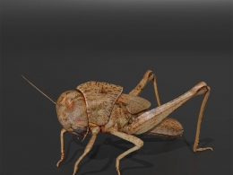 超写实蝗虫昆虫三维模型含完整PBR材质贴图支持多种3D软件格式适用影视动画游戏开发Migratory Locust