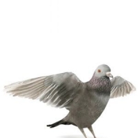 鸽子模型 Pigeons 3D models