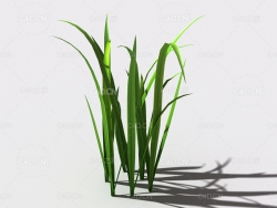 野草植物C4D模型 wild-grass-l3