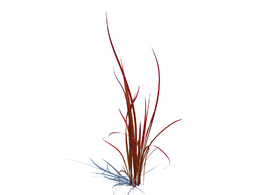 日本血草植物杂草模型下载imperata cylindrica red baron v2
