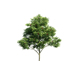 景观树木：红果臭山槐三维模型plant-3