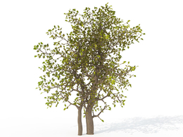 埃及假虎刺C4D模型 Egyptian Carissa