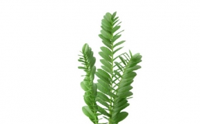 绿叶景观植物盆栽C4D模型 Green leaf landscape plant 3d model