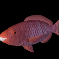 海洋动物模型：红派瑞特鱼3D模型 Red Parrott