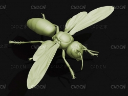 胡蜂中国大虎头蜂 昆虫C4D模型 Vespa mandarinia