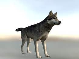 低面野狼模型wolf-quest-coats-wolf