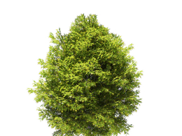 日本枫树Japanese Maple