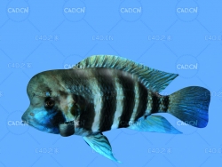 布隆迪六间鱼C4D绑定动画模型 frontosa c4d model