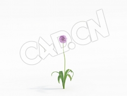 C4D大花葱砚葱花卉模型 Allium_E