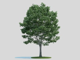 椴树 景观树 大树C4D模型 Tilia 3d model