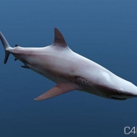 鲨鱼C4D模型：Cinema 4D Shark 3D Model
