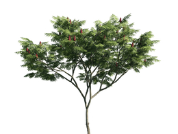 景观树木：鹿角漆三维模型plant-5