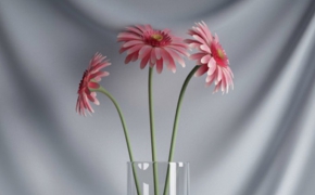 插花花瓶：粉红色菊花C4D模型 Chrysanthemum vase