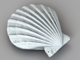 贝壳 扇贝C4DS模型 Scallop