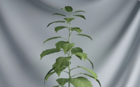 绿色植物盆景C4D模型 Green plant bonsai