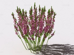石南花植物C4D模型 heather-5