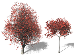 红枫树C4D模型 Red Maple