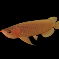 海洋动物模型：金龙鱼3D模型 AsianArowana