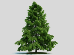 雪松 松树 景观树C4D模型 Cedrus deodara