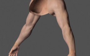 人体肢体模型：胳膊C4D模型 Adult Male Arms and Hands