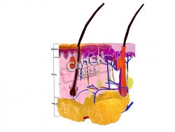 人体皮肤组织C4D模型下载 Anatomy of the skin