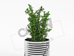 铁桶调味植物蔬菜薄荷C4D模型 Mint