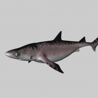 海洋生物C4D模型：鲨鱼 Shark