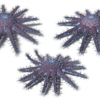 海洋生物：3个荆棘王冠海星C4D模型 Acanthaster planci Crown Of Thorns Starfish