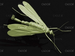 日本蝎蛉 昆虫C4D模型 Panorpa japonica