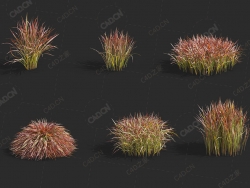 观赏草日本血草血茅草C4D植物模型Imperata cylindrical Rubra