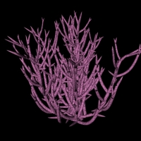 海底紫珊瑚C4D模型 Purple coral