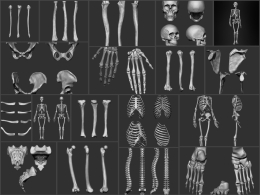 26合一人体骨骼骷髅骨头3D模型合集 – IMM/STL/OBJ/C4D – Artstation Human Bones Collection