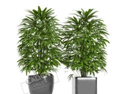 2盆公司大厅绿植装饰植物盆栽棕竹模型