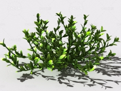 结缕草锥子草延地青植物C4D模型 knotgrass-f