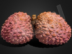 连在一起的荔枝水果C4D模型 litchi