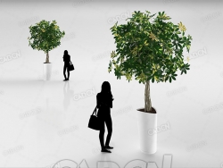 盆栽景观树C4D模型