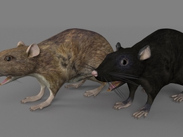 10种不同颜色的老鼠C4D模型 Rat 3d model