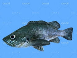 石鱼岩鱼C4D动画模型 rockfish c4d model