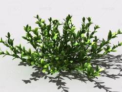 结缕草锥子草延地青植物C4D模型 knotgrass-b