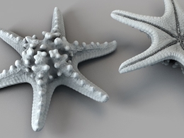六角海星C4D模型 Horned Sea Star